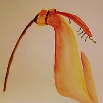 Mi Proyecto del curso: Acuarela botánica: ilustra la anatomía de las flores. Un progetto di Pittura ad acquerello di Patricia Brandi - 03.03.2021