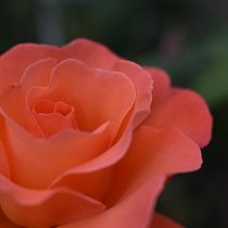 Mi Proyecto del curso: Introducción a la fotografía digital. Un projet de Composition photographique, Photographie , et Photographie argentique de marianobernacchia - 03.03.2021