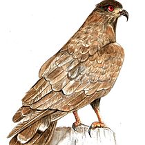 Meu projeto do curso: Ilustração naturalista de aves com aquarela Gavião. Pintura em aquarela projeto de Vera Elenita Medeiros - 06.03.2021
