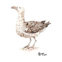 Meu projeto para Ilustração naturalista de aves com aquarela: Petrel-gigante-do-sul. Projekt z dziedziny Trad, c, jna ilustracja, Malowanie akwarelą, R, sunek realist, czn, Ilustracja naturalist i czna użytkownika victoriafinger - 03.03.2021
