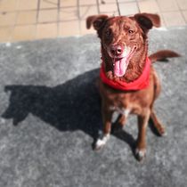 Mi Proyecto del curso: Fotografía lifestyle de perros. Un projet de Photographie de Julian Guerrero - 04.03.2021
