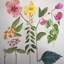Mi Proyecto del curso: Ilustración botánica con acuarela. Pintura em aquarela projeto de Ivannia Lazzaro - 04.03.2021