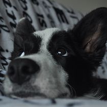 Mi Proyecto del curso: Fotografía lifestyle de perros. Un projet de Photographie lifest , et le de alexandra_e_s - 06.03.2021