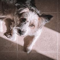 Mi Proyecto del curso: Fotografía lifestyle de perros. Un projet de Photographie, Photographie smartphone , et Photographie de portrait de Raquel Cascales Dorta - 07.03.2021