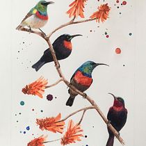 Sunbirds of Zululand. Traditional illustration project by Jennie Harborth - 03.10.2021