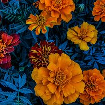 Orange flowers. Un progetto di Pittura ad acquerello di fiorella.cu - 10.03.2021