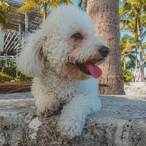 My project in Lifestyle Dog Photography course. Un projet de Photographie numérique de Alejandro Garrido - 12.03.2021