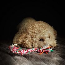 Fotografía lifestyle de mi Perro Teo. Un projet de Photographie lifest , et le de Daniel Alvarez Carreras - 17.03.2021