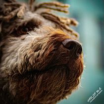 Mi Proyecto del curso: Fotografía lifestyle de perros. Un projet de Photographie lifest , et le de amayans - 17.03.2021