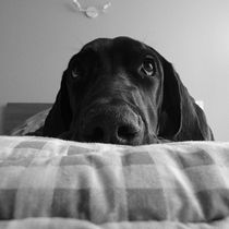 Mi Proyecto del curso: Fotografía lifestyle de perros @rio. Un projet de Photographie de pilarosorio - 18.03.2021