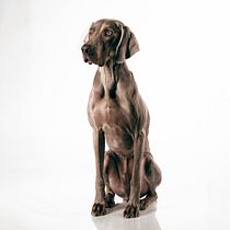 Mi Proyecto del curso: Introducción a la fotografía de perros. Un projet de Photographie de Laura Caballé ortiz - 18.03.2021
