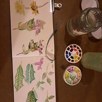 My project in Botanical Watercolor Sketchbook course. Projekt z dziedziny R i sunek botaniczn użytkownika redsands_100 - 23.03.2021