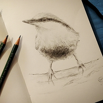 Il mio progetto del corso: Acquerello artistico per illustrazione di uccelli. Pencil Drawing, and Watercolor Painting project by ilaria01 - 03.26.2021