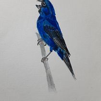 Mi Proyecto del curso: Ilustración naturalista de aves con acuarela. Ilustração naturalista projeto de Maria Rosa Cabrera - 26.03.2021