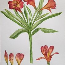 My project in Botanical Watercolor: Illustrate the Anatomy of Flowers course. Un progetto di Pittura ad acquerello di Alyce - 27.03.2021