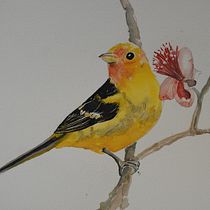 My project in Artistic Watercolor Techniques for Illustrating Birds course.  I chose to paint birds from my garden.. Projekt z dziedziny Malowanie akwarelą użytkownika earthdiver1921 - 03.04.2021