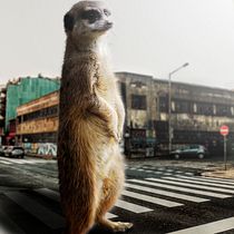 Mi Proyecto del curso: Fotomontaje surrealista con Photoshop  Ein Projekt aus dem Bereich Fotomontage von juan_narocki - 29.03.2021