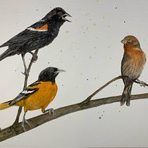 Backyard Conversation. The 3 birds depicted, the yard finch, red-winged blackbird, and Baltimore oriole are familiar  summer sites in our back yard! . Watercolor Painting project by Susan Amon - 03.30.2021