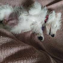 Mi Proyecto del curso: Fotografía lifestyle de perros. Un projet de Photographie lifest , et le de mary iacampo - 31.03.2021
