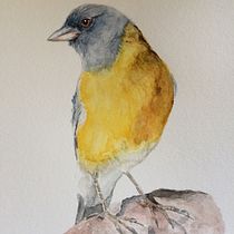 Mi Proyecto del curso: Acuarela artística para ilustración de aves. Projekt z dziedziny Malowanie akwarelą użytkownika Gabriela Saldivia - 01.04.2021