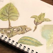 Hydrangea Leaves Grisaille. Un progetto di Pittura ad acquerello di joconnor3329 - 03.04.2021