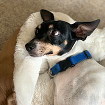 @watsonypunky: Proyecto de Fotografía lifestyle de perros. Un projet de Photographie lifest , et le de Meli BelVil - 04.04.2021
