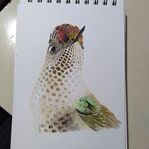 Mi Proyecto del curso: Ilustración naturalista de aves con acuarela. Projekt z dziedziny Trad, c, jna ilustracja, Malowanie akwarelą, R, sunek realist, czn, Ilustracja naturalist i czna użytkownika Raimundo Undurraga - 06.04.2021