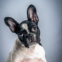 Mi Proyecto del curso: Introducción a la fotografía de perros. Un projet de Photographie de Willy Prieto - 10.04.2021