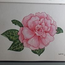 Ilustração botânica com aquarela: Camélia. Pintura em aquarela projeto de lorenarayssacf - 08.04.2021