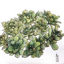 Mi Proyecto del curso: Sketchbook botánico: una aproximación meditativa. Botanical Illustration, and Watercolor Painting project by Jana Fry - 04.08.2021