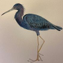 Garza Azul . Projekt z dziedziny Trad, c, jna ilustracja, Malowanie akwarelą, R, sunek realist, czn, Ilustracja naturalist i czna użytkownika Viviana Pulgar Urquiaga - 29.06.2021
