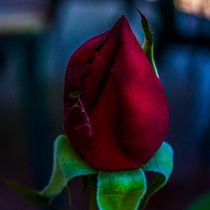Mi Proyecto del curso: práctica para aprender a manejar tu cámara digital. Un projet de Photographie , et Photographie numérique de Edgar G.M - 11.04.2021