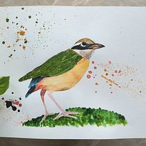 Indian Pitta. Watercolor Painting project by bhupendravira - 04.12.2021
