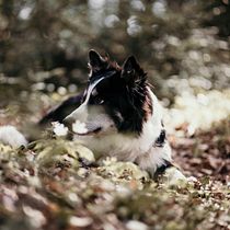 Mein Kursprojekt: Lifestyle-Fotografie mit Hunden. Un projet de Photographie de amandamalin - 12.04.2021