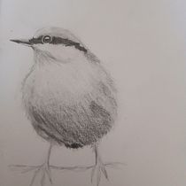 My project in Artistic Watercolor Techniques for Illustrating Birds course. Pencil Drawing project by Hannah Sellars - 04.12.2021