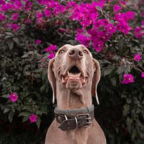Mi Proyecto del curso: Fotografía lifestyle de perros. Un projet de Photographie lifest , et le de Ernesto Leal - 13.04.2021