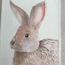 Rabbit. Watercolor Painting project by Carike Steyn - 04.14.2021