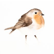 My project in Artistic Watercolor Techniques for Illustrating Birds course. Traditional illustration, Watercolor Painting, Realistic Drawing, and Naturalistic Illustration project by funke_jan - 04.14.2021