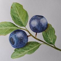 Mi Proyecto del curso: Ilustración botánica con acuarela. Desenho, e Pintura em aquarela projeto de Galina - 14.04.2021