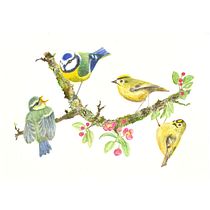 Two Bluetits and two Goldcrests with apple blossom. Watercolor Painting project by ali - 04.16.2021