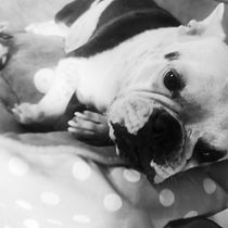 Mi Proyecto del curso: Fotografía lifestyle de perros  . Un projet de Photographie smartphone, Photographie lifest , et le de LOURDES IBARRA ORTIZ - 17.04.2021