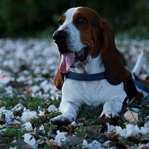 Mi Proyecto del curso: Introducción a la fotografía de perros... Lentefino. Un projet de Photographie de Ricardo Lentefino Guardado - 18.04.2021