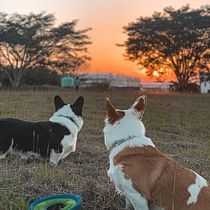 Mi Proyecto del curso: Keeper y Sunny. Un projet de Photographie de Alba Lopez - 18.04.2021