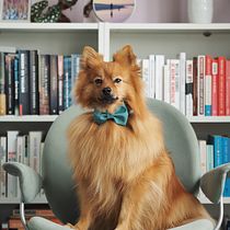 My project in Lifestyle Dog Photography course. Un projet de Photographie lifest , et le de Marlou Jager - 19.04.2021