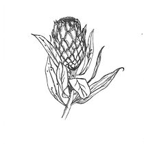 My project in Blackwork Tattoo Design course. Un projet de Illustration botanique de Cherie Lutherborrow - 20.04.2021