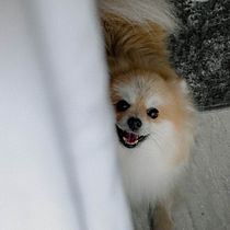 Meu projeto do curso: Fotografia lifestyle de cachorros. Un projet de Photographie de Delly Gebara - 22.04.2021