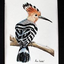 Mi Proyecto del curso: Ilustración naturalista de aves con acuarela. Een project van Naturalistische illustratie van Ana Isabel - 23.04.2021