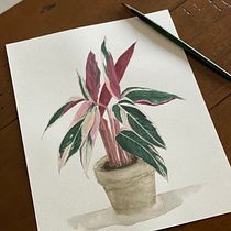 Maranta. Un progetto di Illustrazione botanica, Pittura e Pittura ad acquerello di darlene.dutra - 27.04.2021