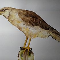 Milvago Chimango, preciosos pajaritos¡. Een project van Aquarelschilderen van Celeste Azul - 28.04.2021