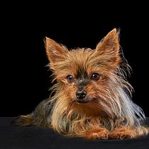 Mi Proyecto del curso: Introducción a la fotografía de perros. Un projet de Photographie de studio , et Photographie de Maria Guerrero Felipe - 30.04.2021